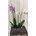 Orquídeas variadas rosas y blancas - Imagen 1