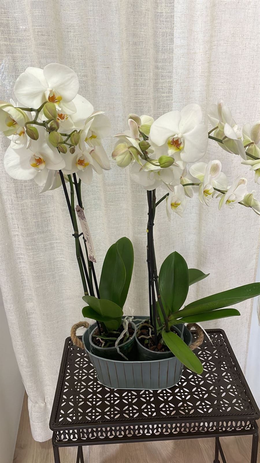 Orquídeas variadas rosas y blancas - Imagen 2