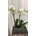 Orquídeas variadas rosas y blancas - Imagen 2