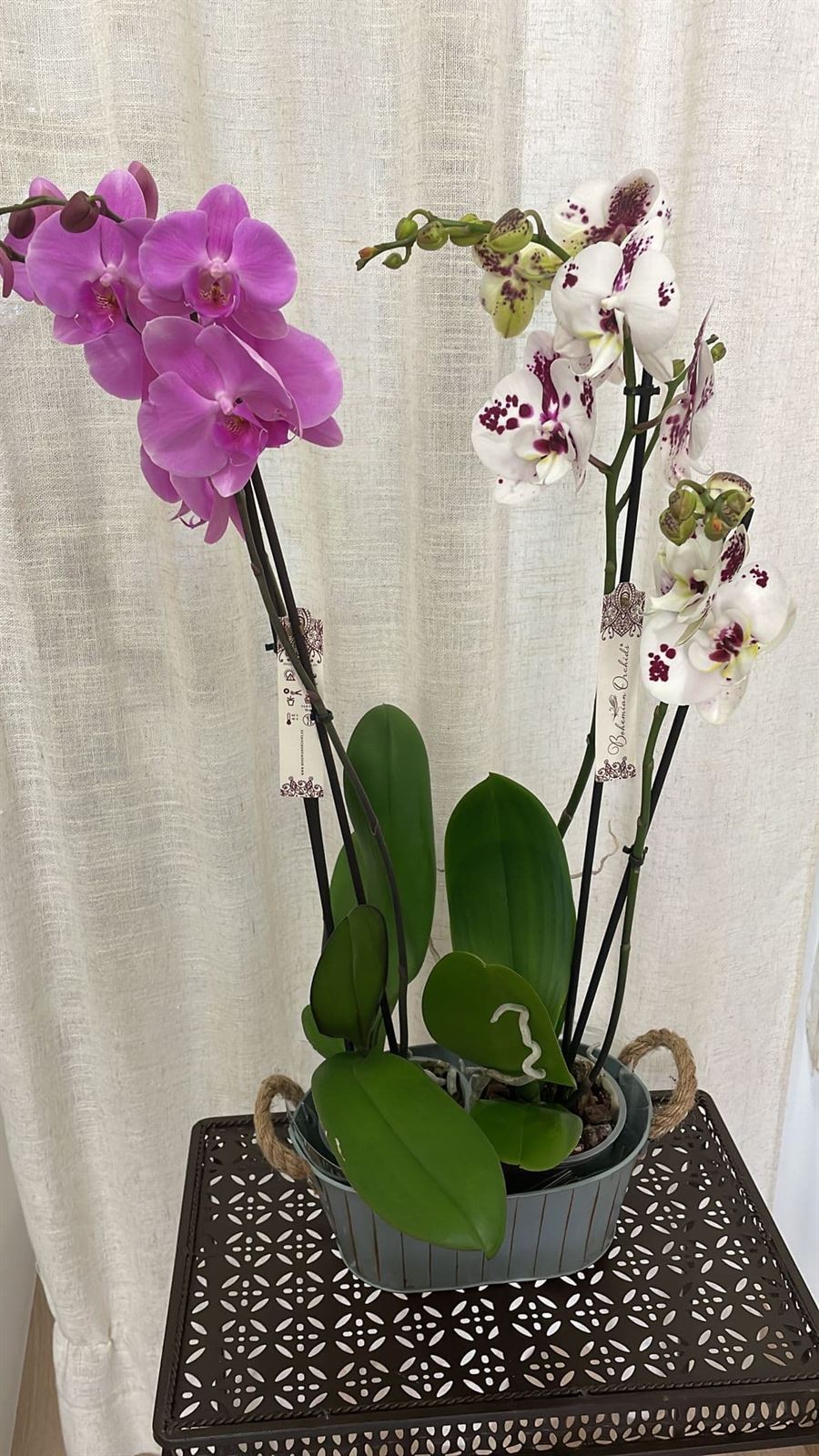 Orquídeas variadas rosas y blancas - Imagen 3