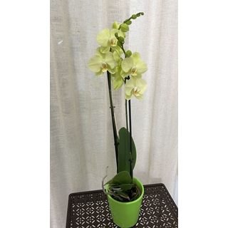 Orquídeas variadas - Imagen 1