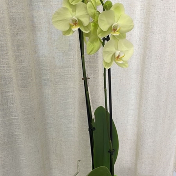 Orquídeas variadas - Imagen 1