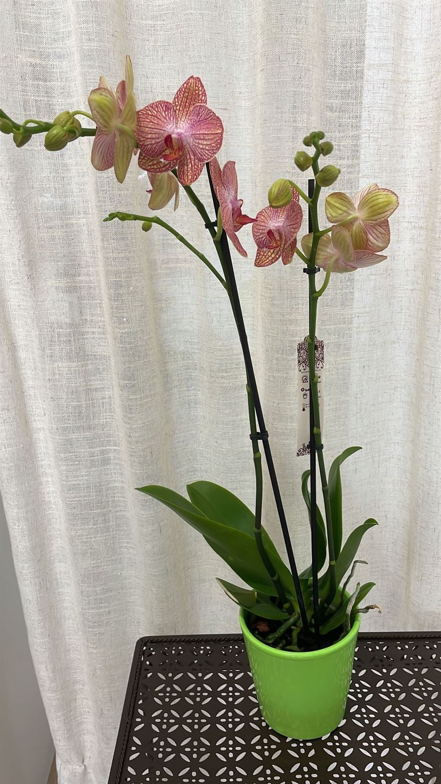 Orquídeas variadas - Imagen 11