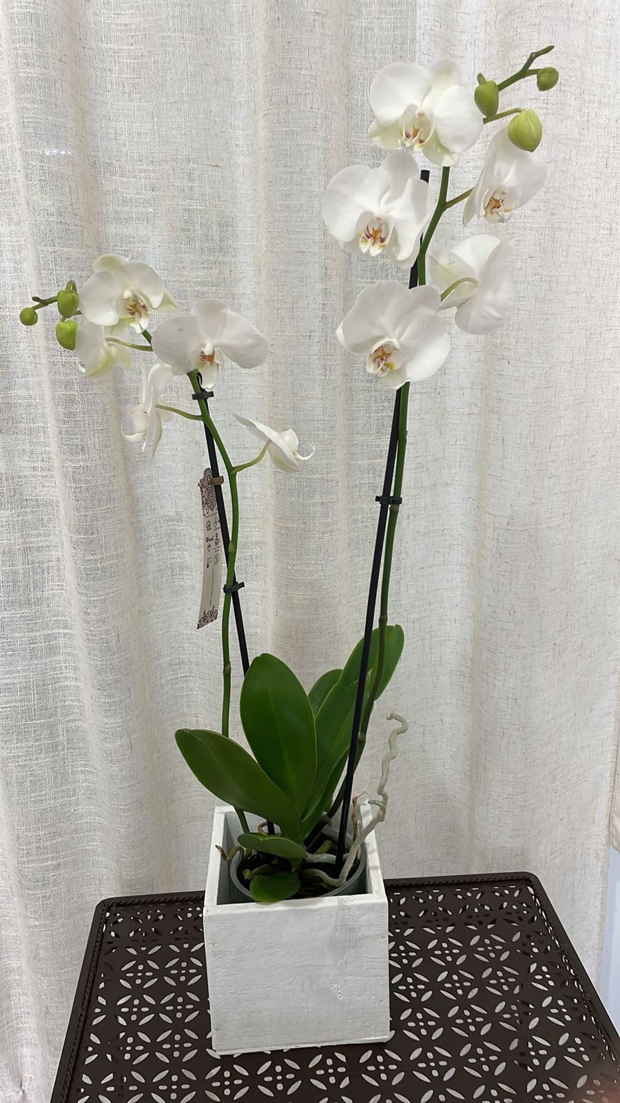Orquídeas variadas - Imagen 12