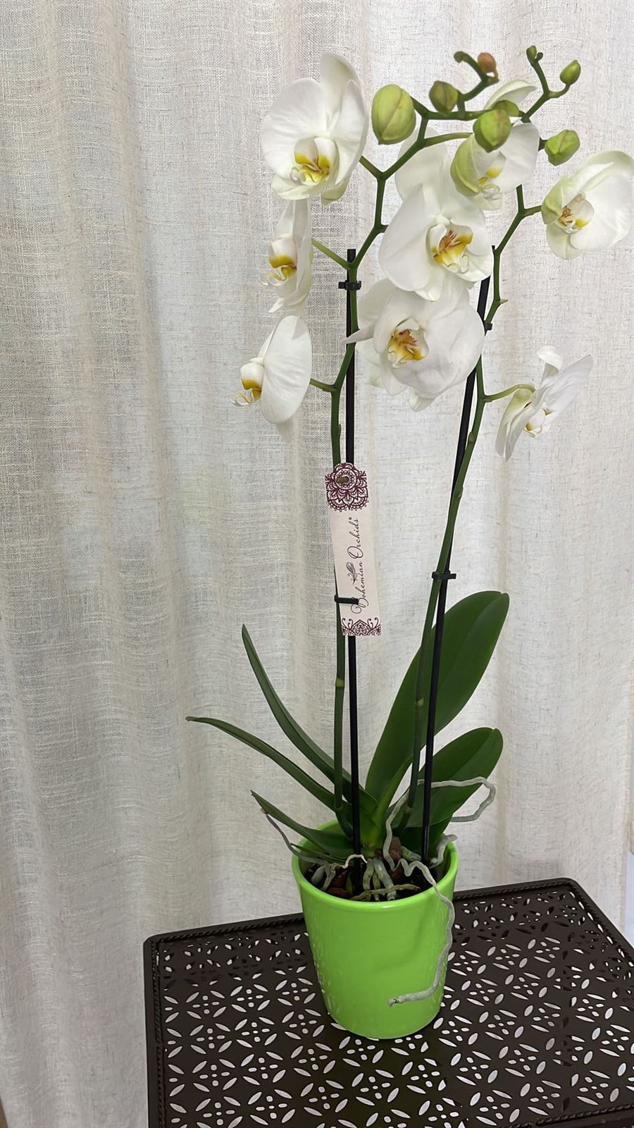 Orquídeas variadas - Imagen 2