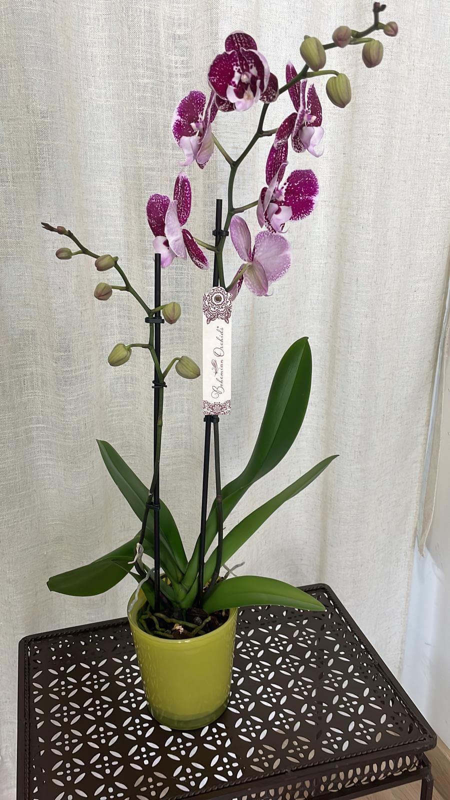 Orquídeas variadas - Imagen 5