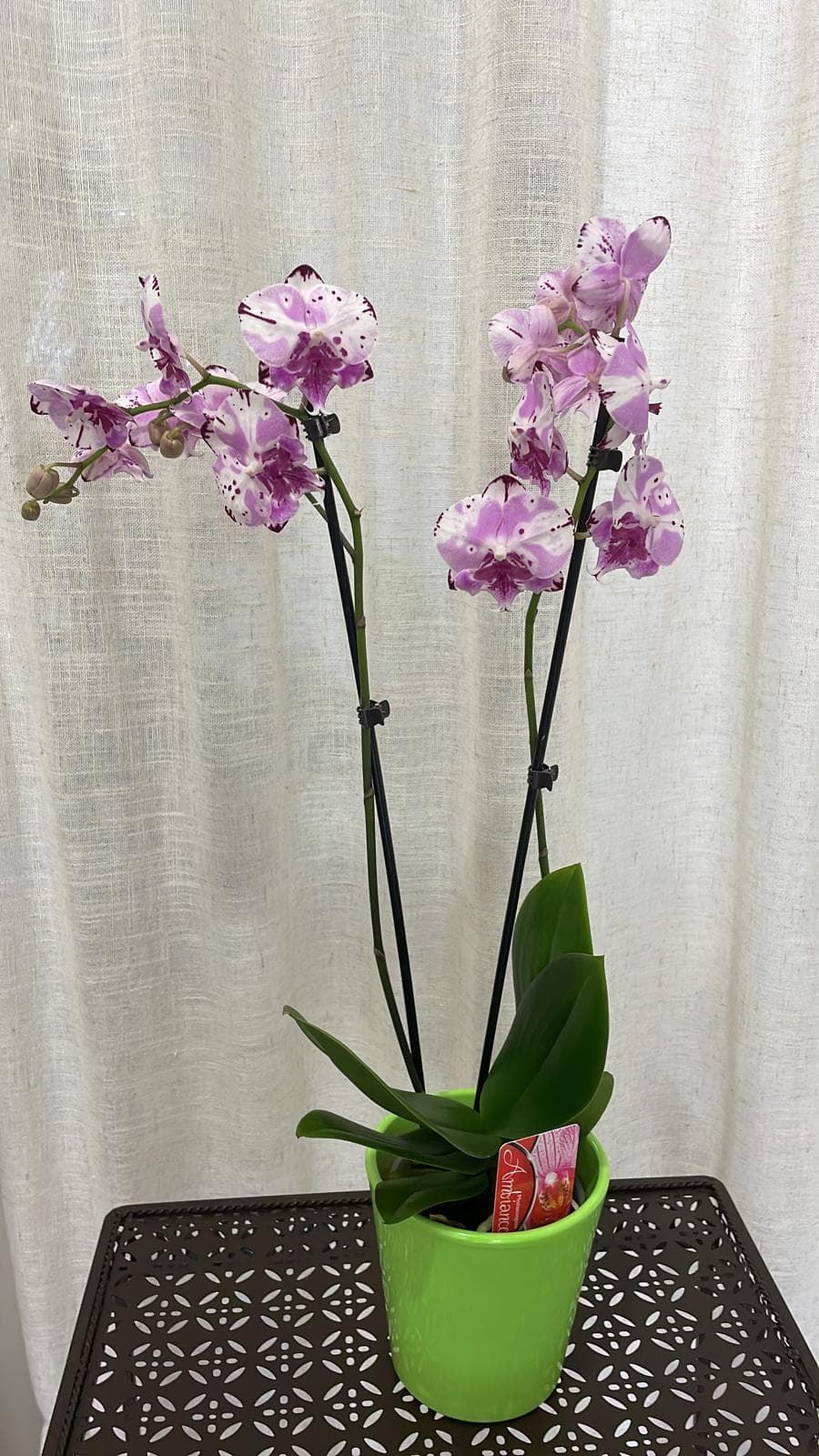 Orquídeas variadas - Imagen 6