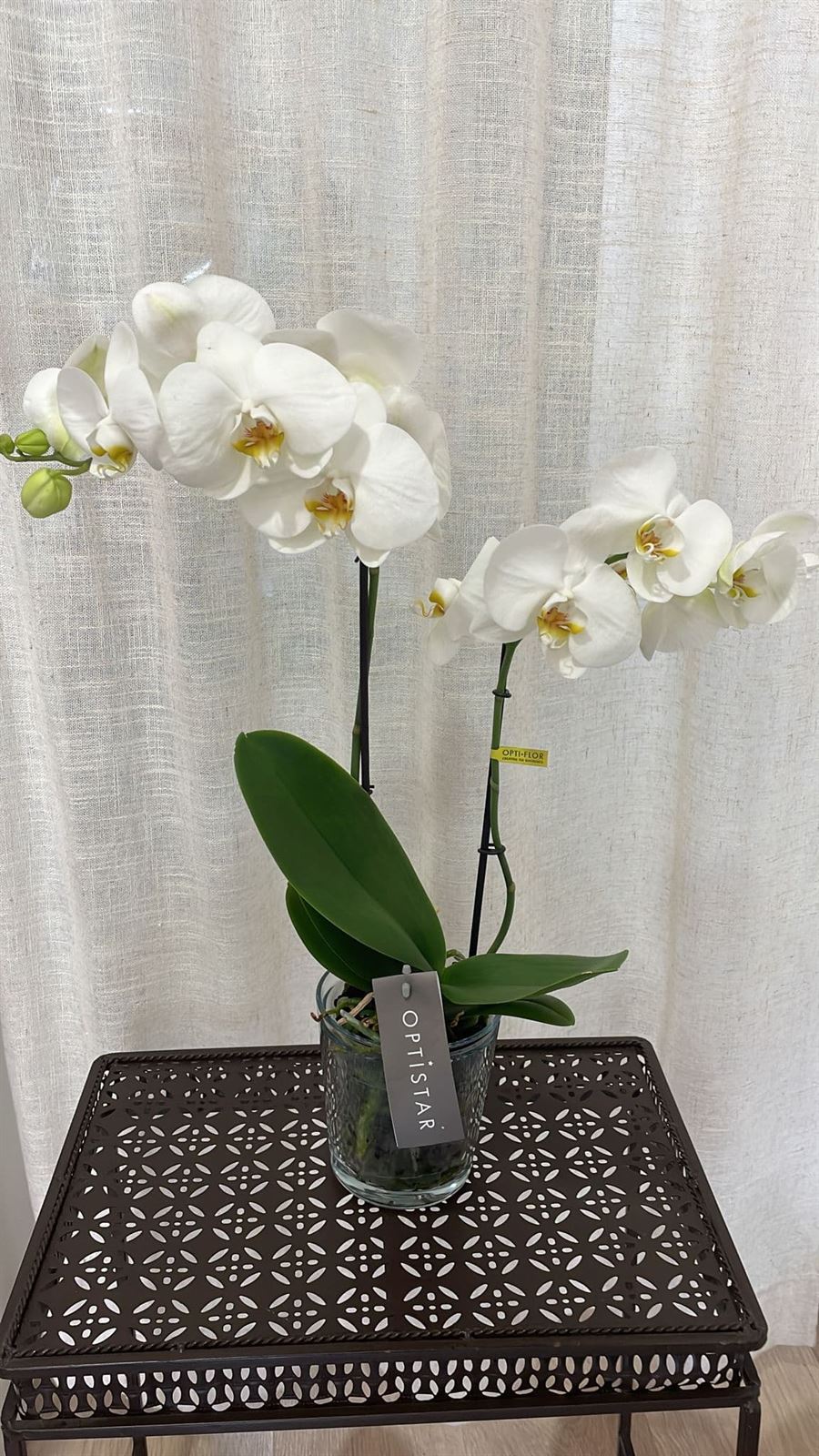 Orquídeas variadas - Imagen 7