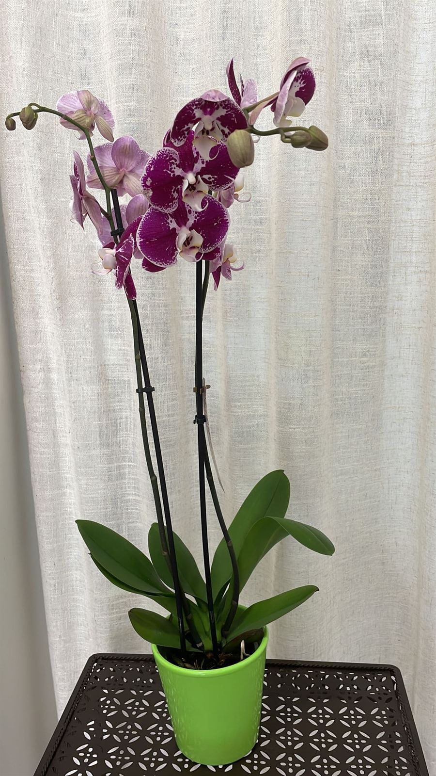 Orquídeas variadas - Imagen 8