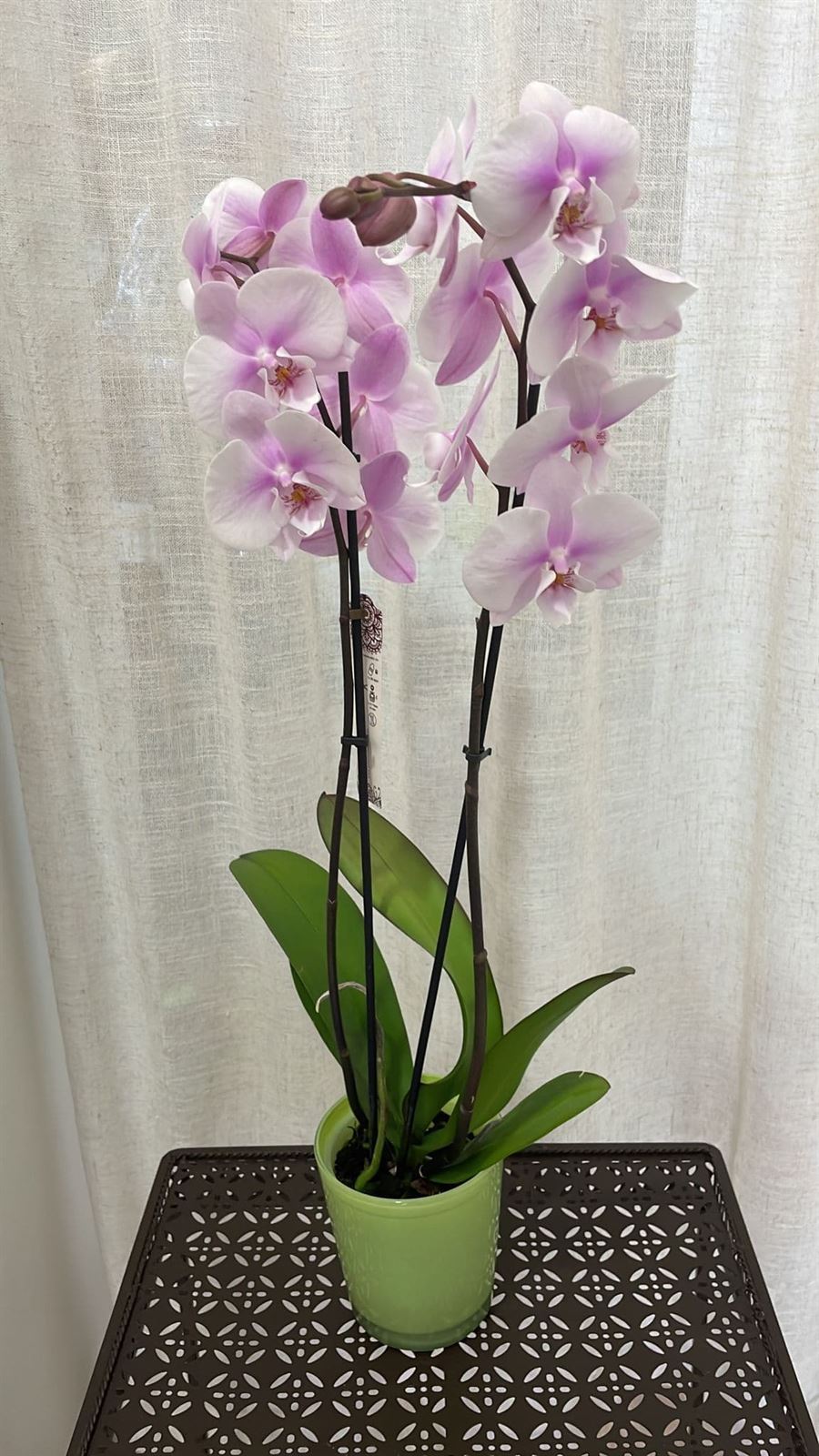 Orquídeas variadas - Imagen 9