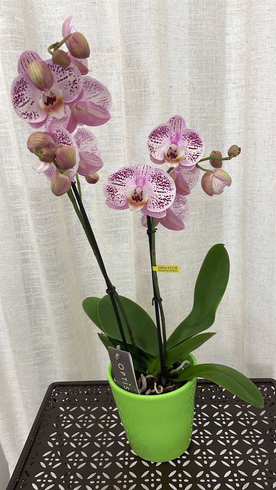 Orquídeas variadas - Imagen 10
