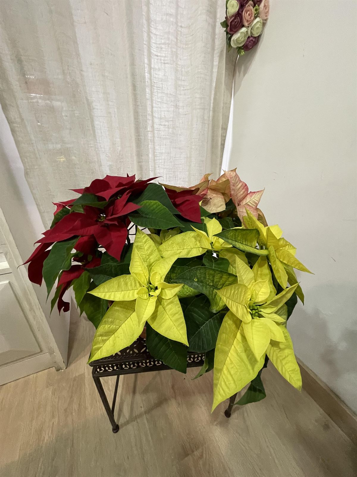 Planta de navidad tricolor - Imagen 3