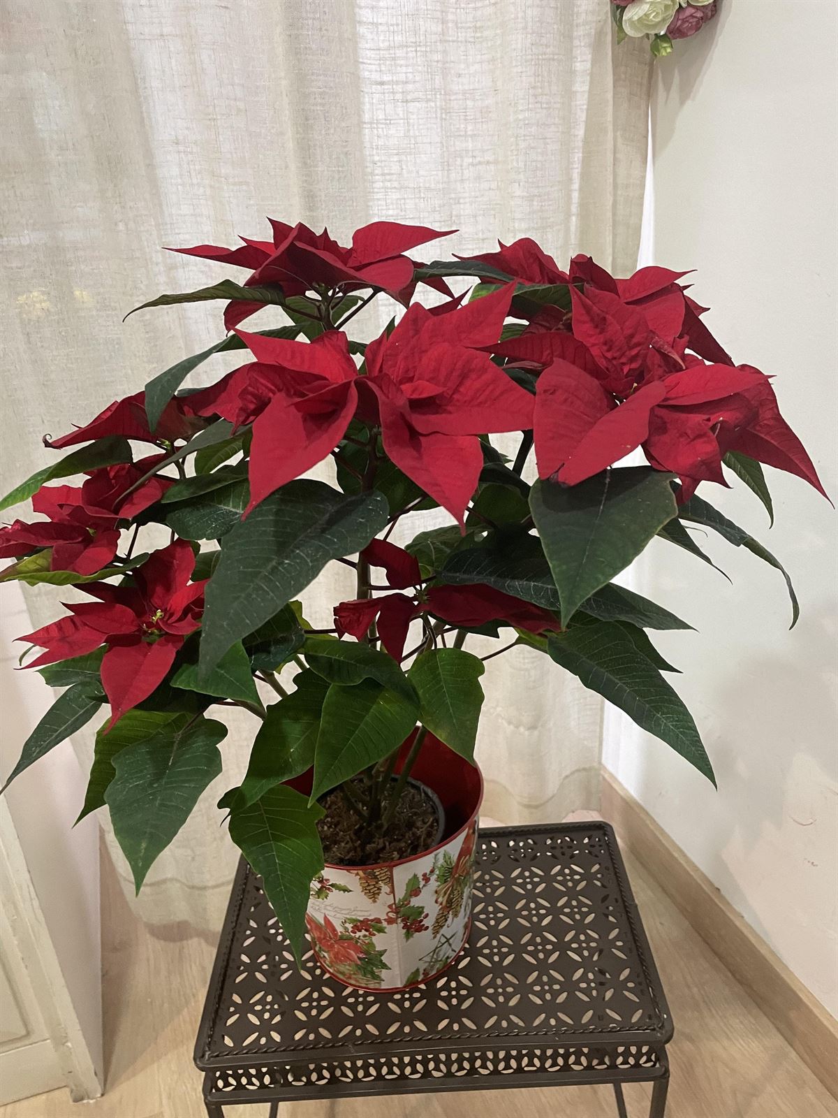 Planta de navidad - Imagen 2