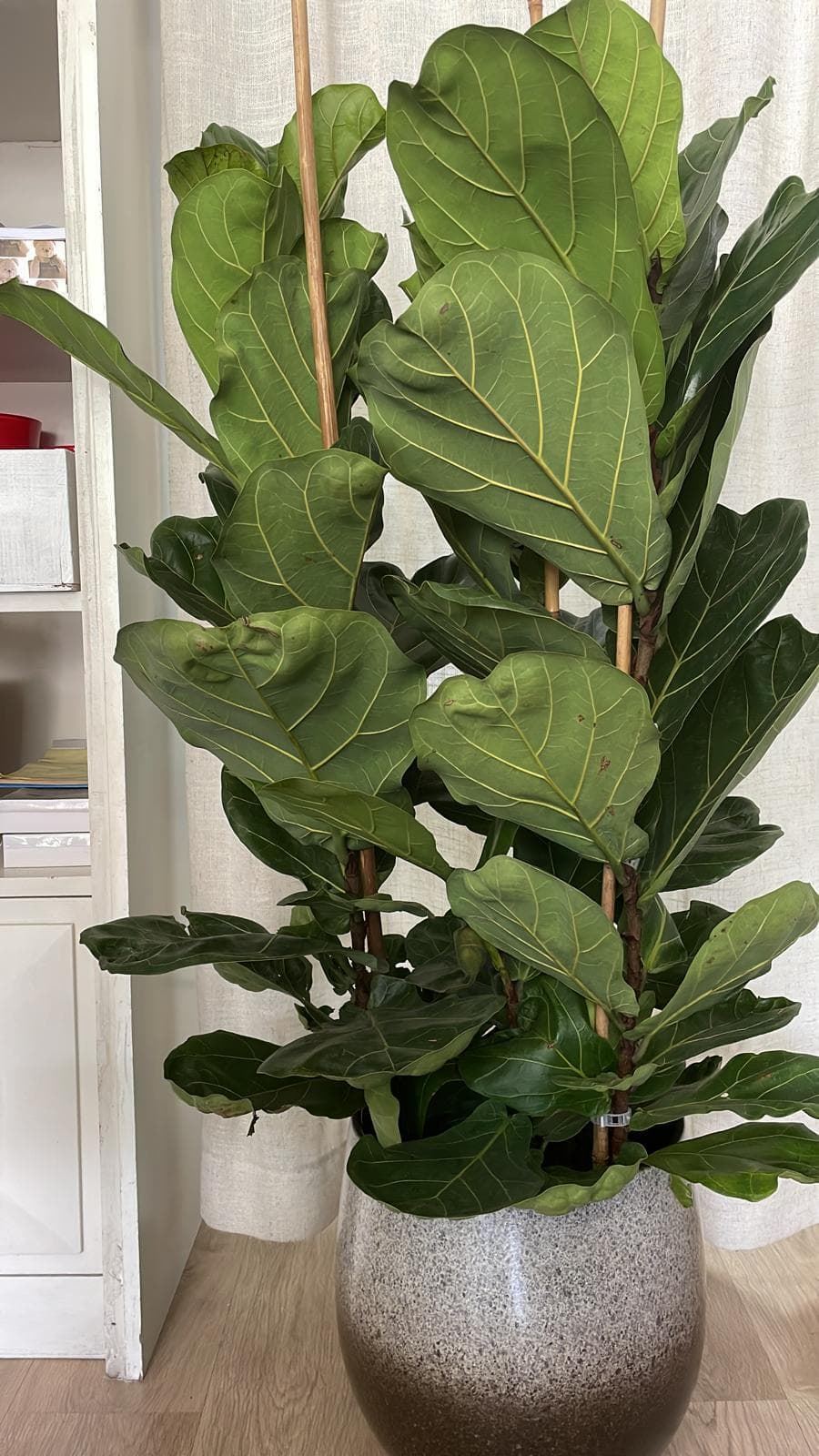 Planta Ficus Lyrata - Imagen 1
