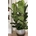 Planta Ficus Lyrata - Imagen 1