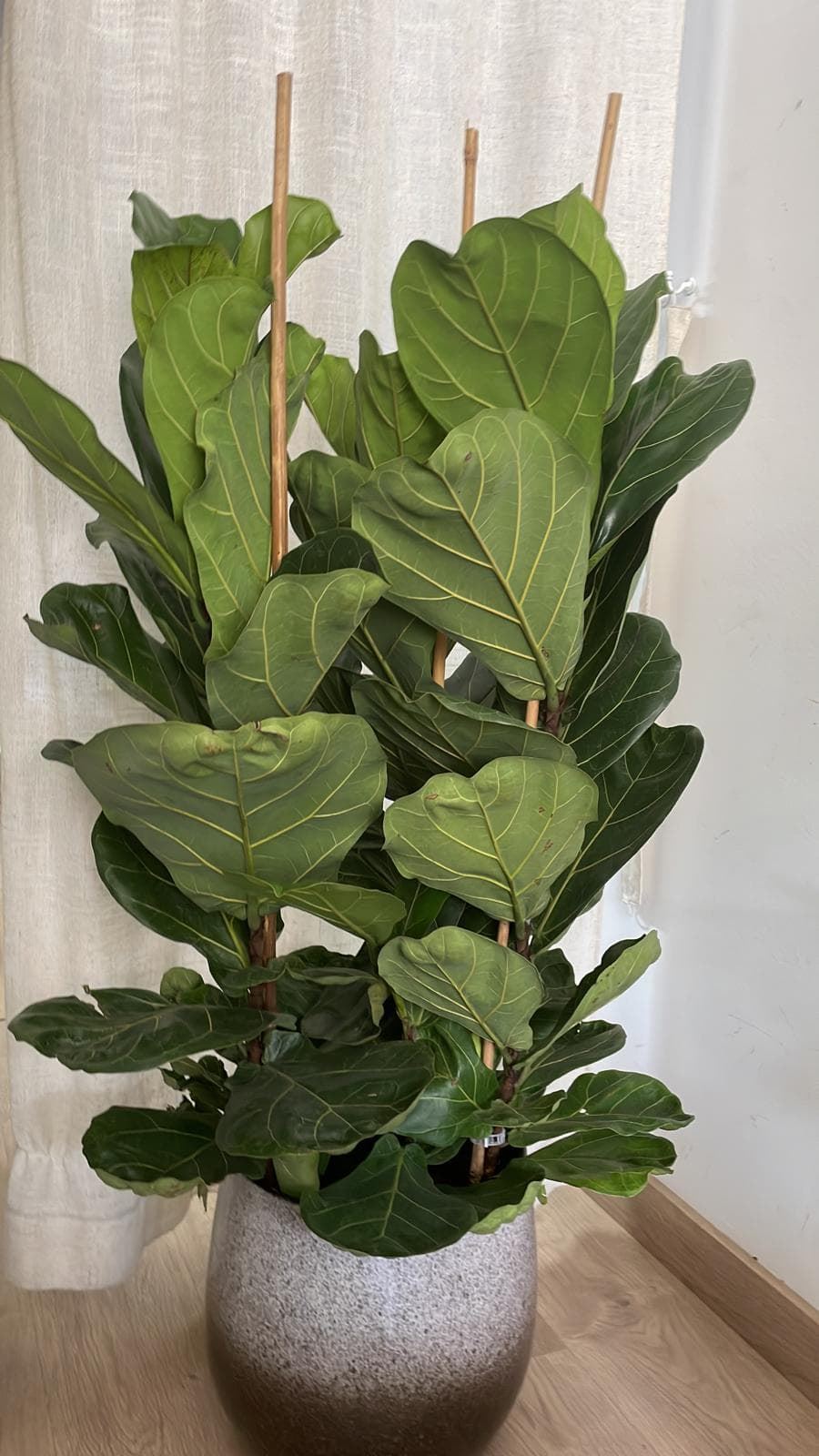 Planta Ficus Lyrata - Imagen 2