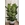 Planta Ficus Lyrata - Imagen 2