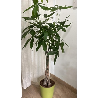 Planta Pachira Aquatica - Imagen 1