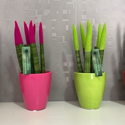 Planta Sansevieria Cylindrica mini - Imagen 1