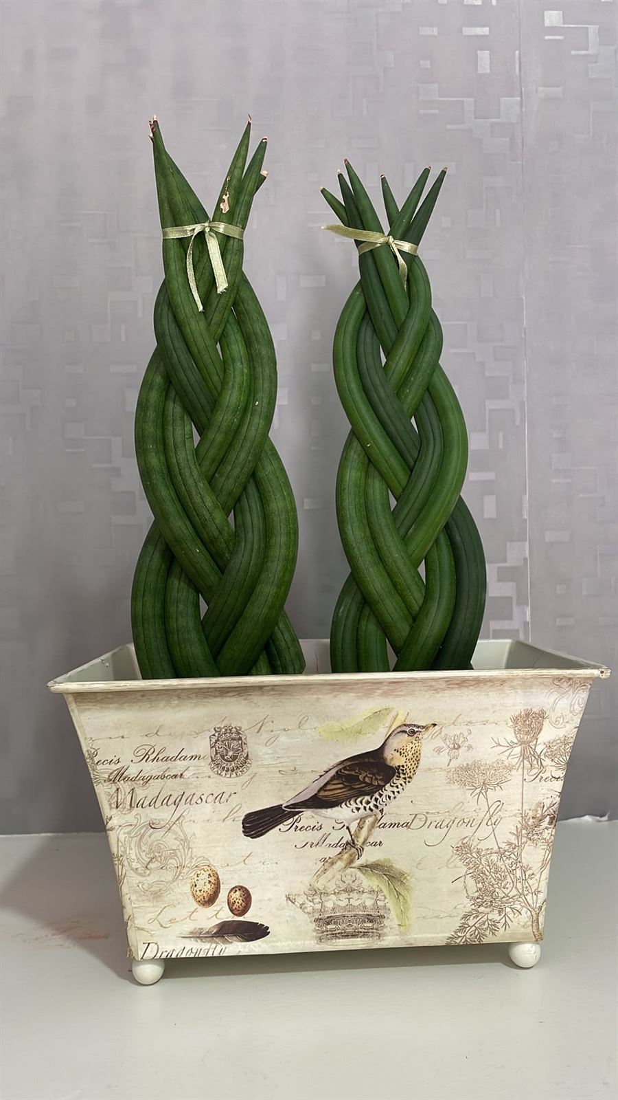 Planta Sansevieria Cylindrica trenzada - Imagen 1