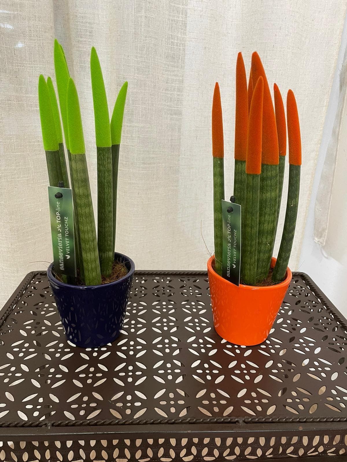 Planta Sansevieria Cylindrica - Imagen 2