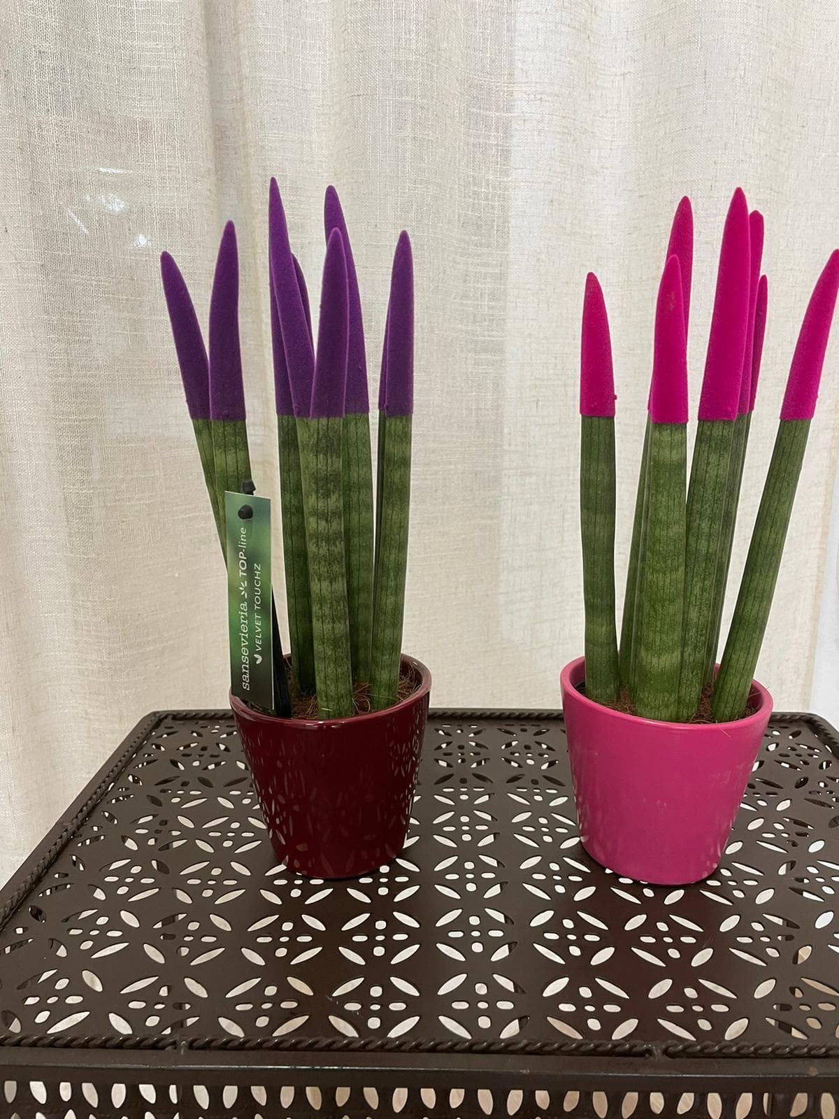 Planta Sansevieria Cylindrica - Imagen 3