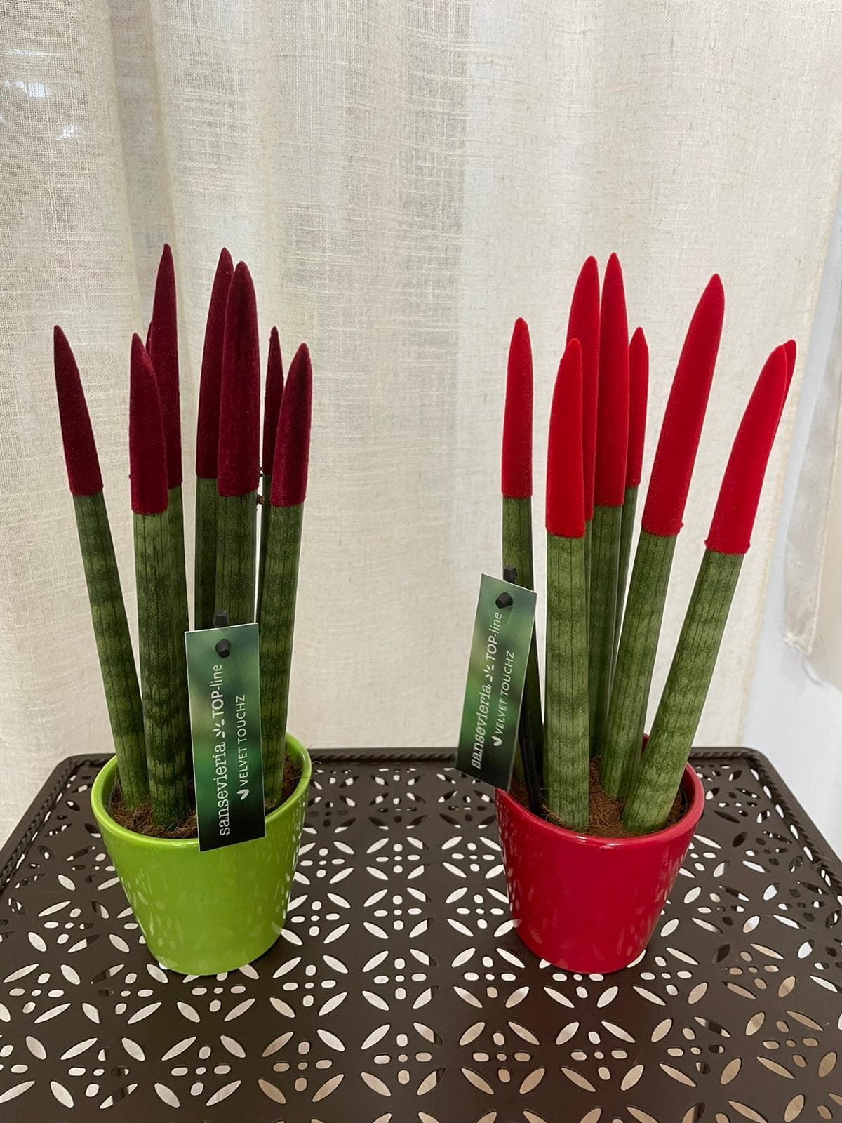 Planta Sansevieria Cylindrica - Imagen 4