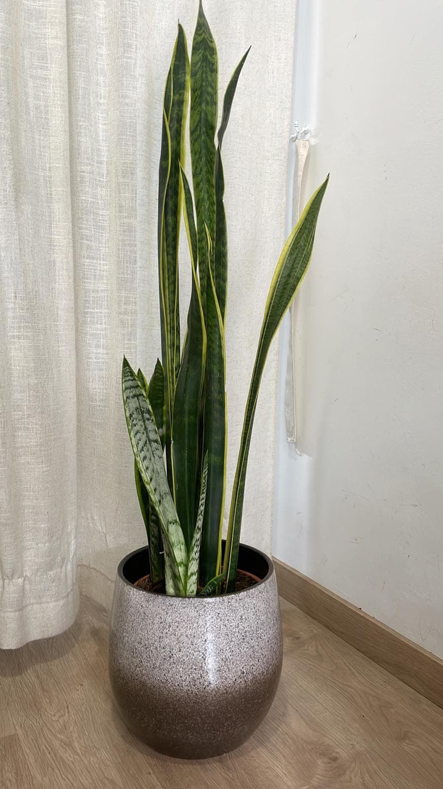 Planta Sansevieria Trifasciata Laurentti - Imagen 1