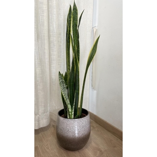 Planta Sansevieria Trifasciata Laurentti - Imagen 1