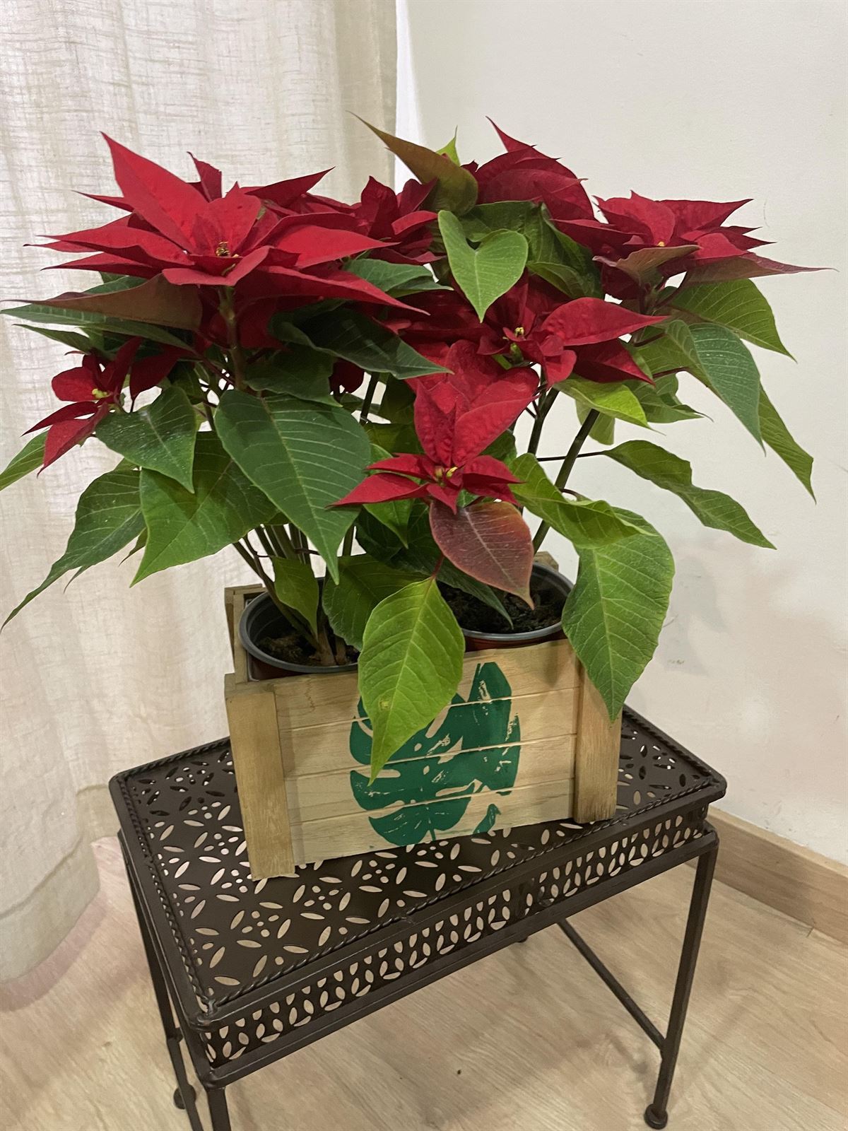 Plantas de navidad pequeñas - Imagen 1