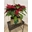 Plantas de navidad pequeñas - Imagen 1