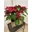 Plantas de navidad pequeñas - Imagen 2