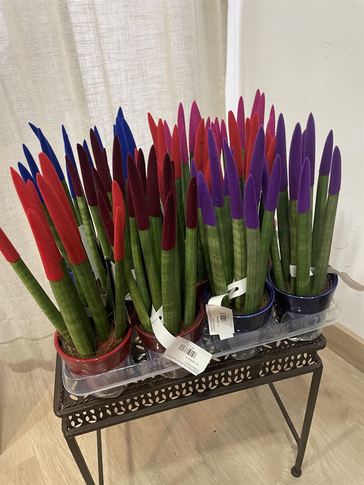 Sansevieria cylindrica de colores - Imagen 1