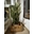 Sansevieria triafasciata - Imagen 1