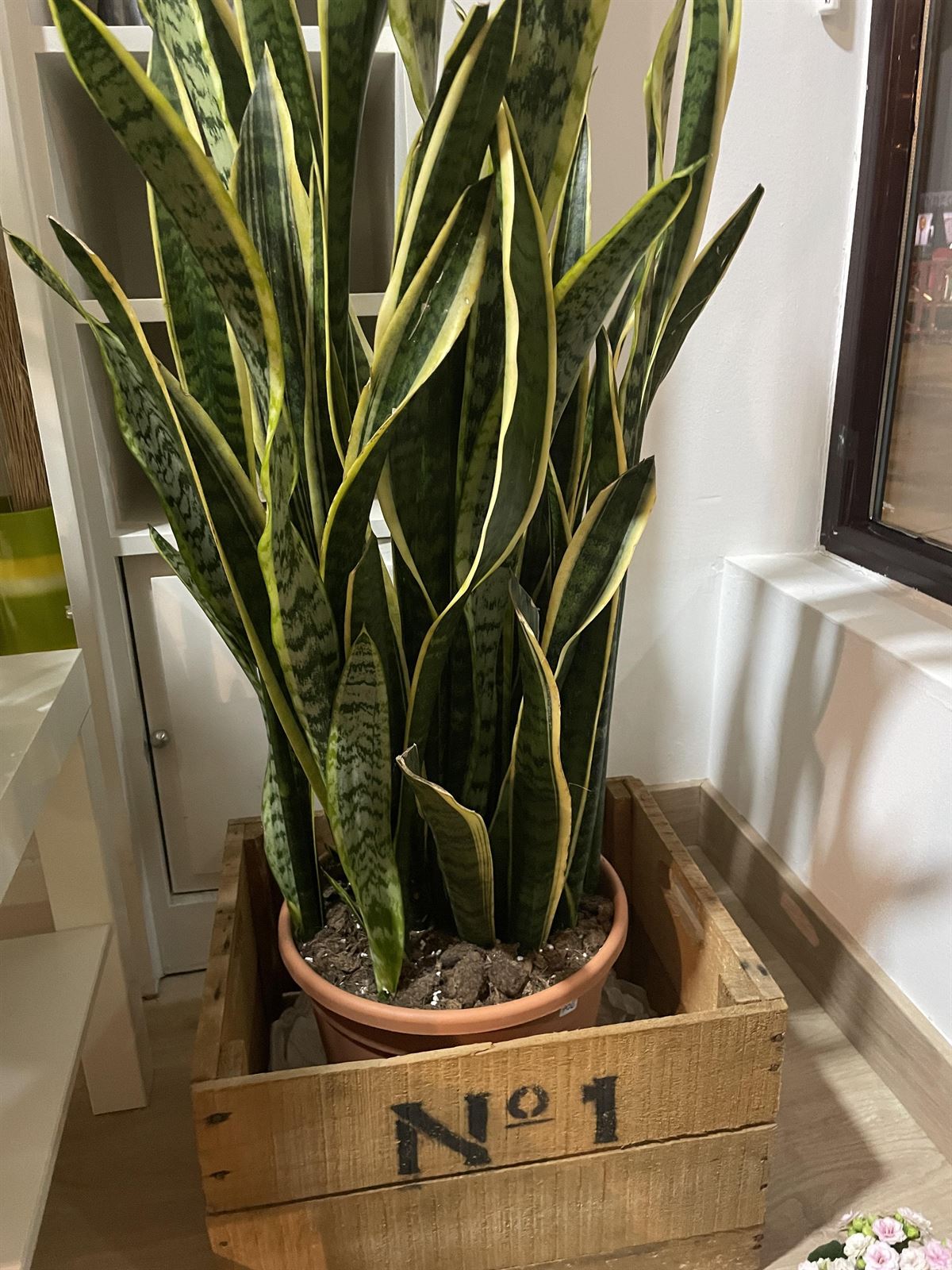 Sansevieria triafasciata - Imagen 2